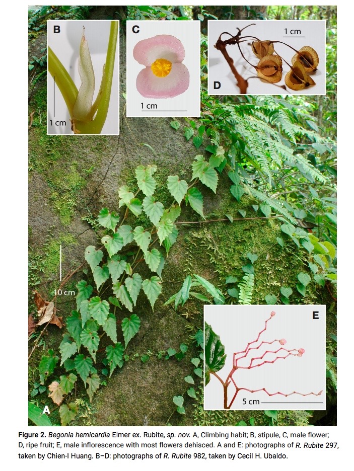 B. hemicardia